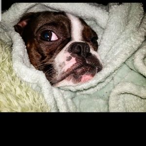 FRANK GIVING THE BOMBBASTIC SIDE EYE AT ALL THE DEALS!